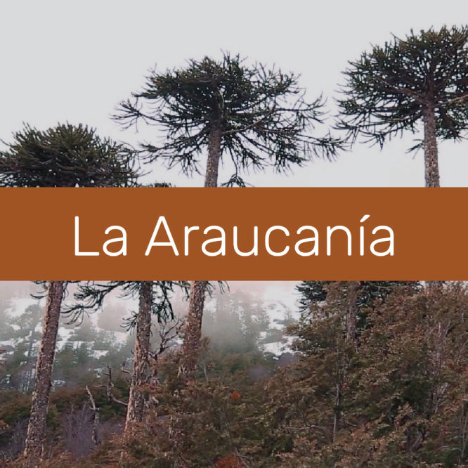 araucania
